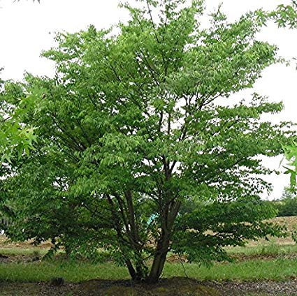 OSTRIA CARPINIFOLIA